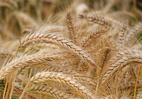 coltivazione di orzo biologico