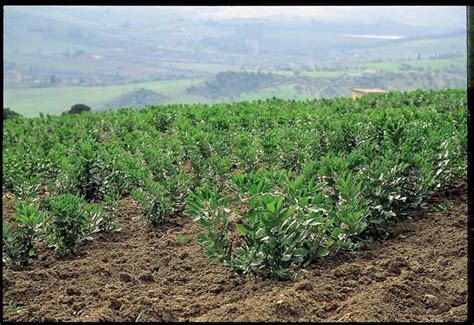 piantagione di fave