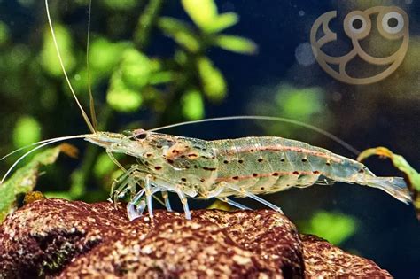 Gruppo di gamberetti Amano Shrimp che mangiano alghe