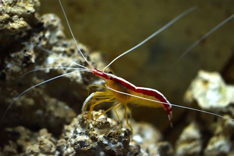 Gamberetto Lysmata amboinensis che pulisce un pesce più grande
