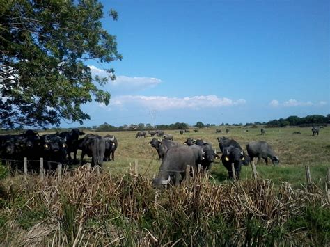 Bufale al pascolo in Campania