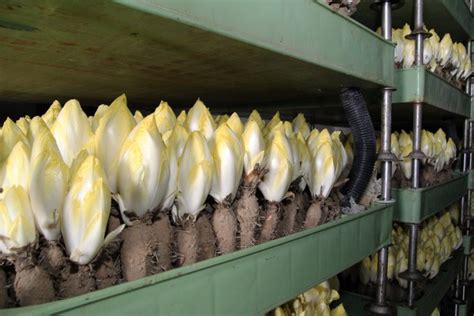 Coltivazione dell'indivia belga in serra buia