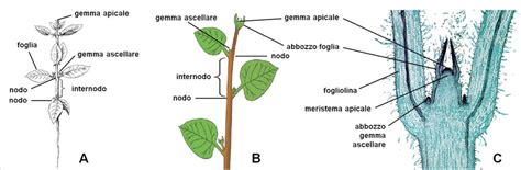 Diagramma di un culmo di orzo con nodi e internodi