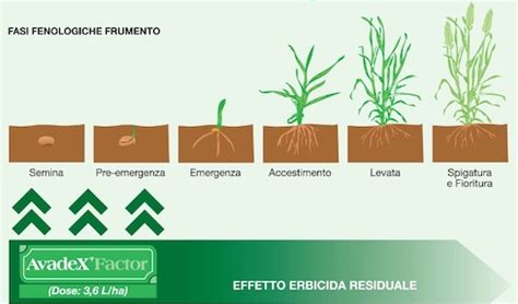 Grafico delle fasi fenologiche dell'orzo