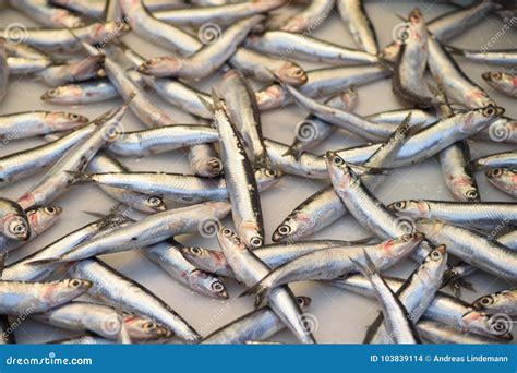 Acciughe fresche su un banco di pescheria