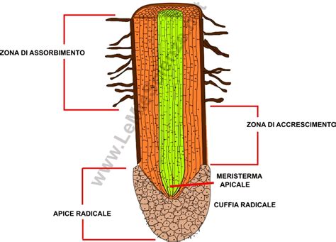 Sezione trasversale di una radice di zenzero con fibre evidenti