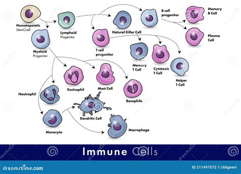 Illustrazione del sistema immunitario umano