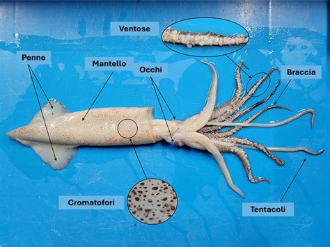 Braccia e tentacoli di un calamaro con ventose