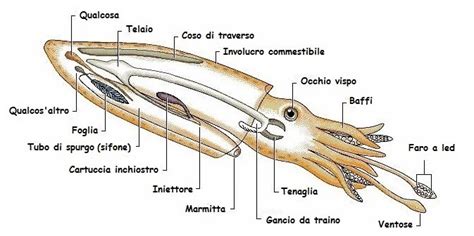 Posizione degli organi interni di un calamaro
