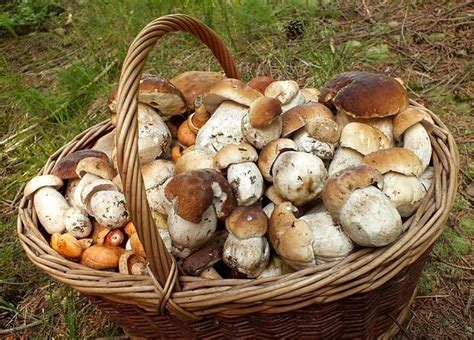 Funghi porcini freschi appena raccolti