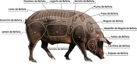 Diagramma che illustra le origini genetiche del maiale iberico