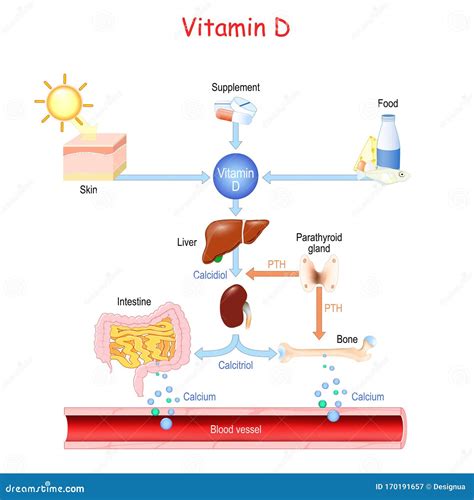Schema sull'assorbimento della vitamina D e del calcio