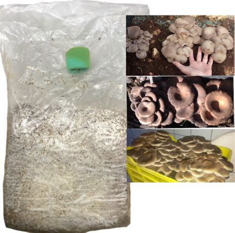 Composizione del substrato per la coltivazione di funghi