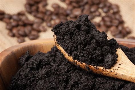 Fondi di caffè utilizzati come substrato per funghi