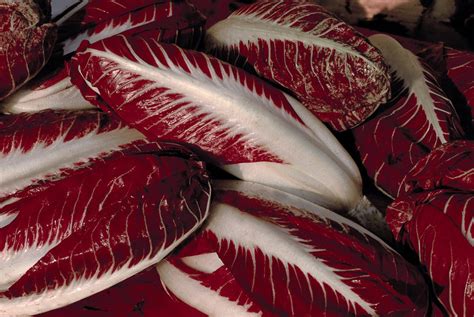 Radicchio rosso di Treviso IGP