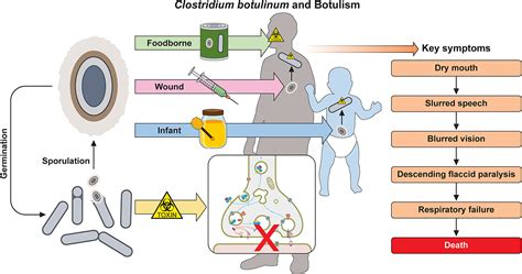 Diagramma che illustra le condizioni ideali per la crescita del Clostridium botulinum