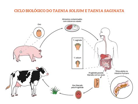 Ciclo vitale della Taenia solium