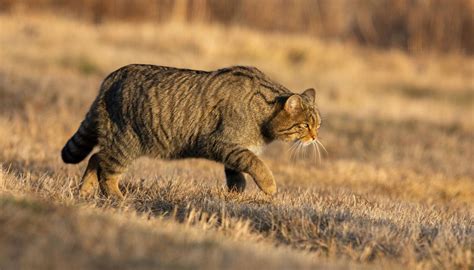 Gatto selvatico che appiattisce l'erba per creare una cuccia