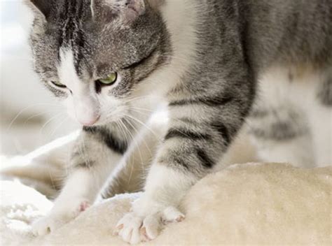 Gatto che impasta sulle gambe del proprietario, accompagnato da fusa