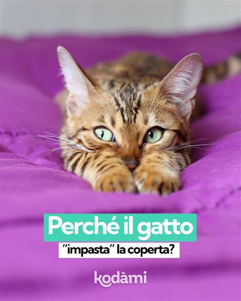 Gatto che impasta su una coperta preferita