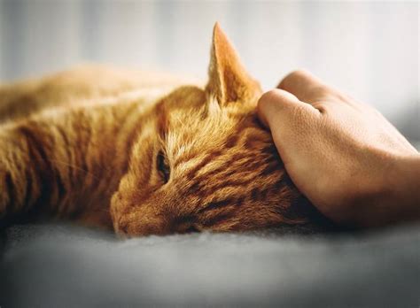 Gatto che mostra segni di stress, con un'espressione preoccupata