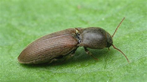 Insetto adulto di elateride