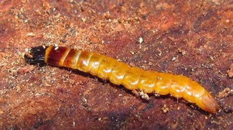 Larva di elateride (ferretto)