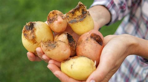 Patate danneggiate da gallerie di elateridi