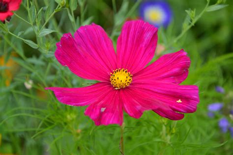 Immagine di piante rigogliose con fiori colorati