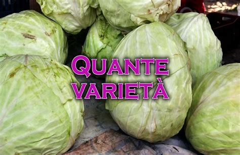 Mercato con varietà di cavoli colorati