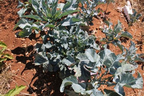 Pianta di cavolo vecchio