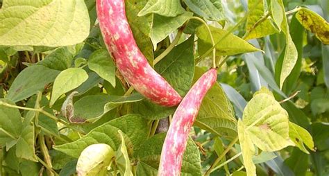 Pianta di fagiolo rampicante con baccelli
