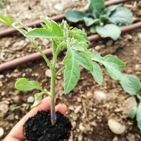 piantina di pomodoro ibrido F1
