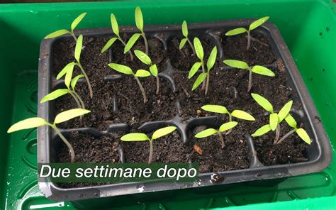 semina di pomodori in semenzaio