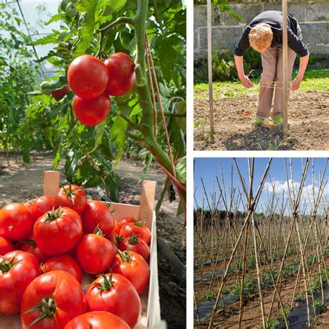 pianta di pomodoro con tutore