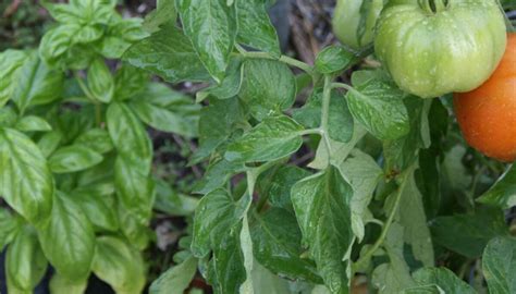 orto con consociazione di pomodori e basilico
