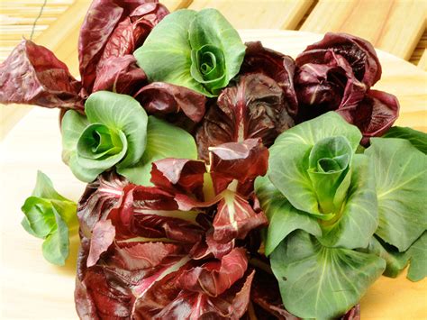 campo di radicchio