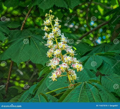 Ippocastano in fiore