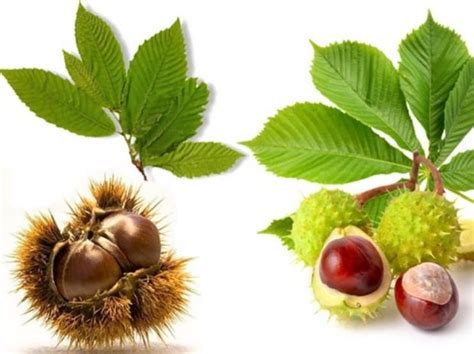 Confronto visivo tra frutto di ippocastano e castagna