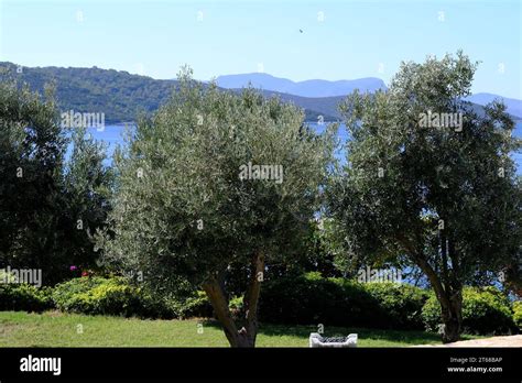 Campagna Pugliese con ulivi e mare sullo sfondo