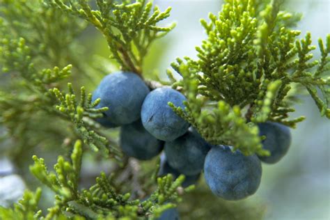 Bacche di ginepro e rami di pino