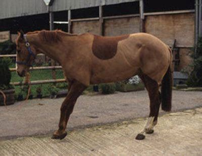 Cavallo con laminite in posizione di sollievo