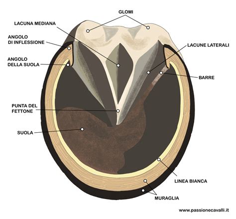 Diagramma anatomico dello zoccolo del cavallo con evidenziata la zona dell'ascesso