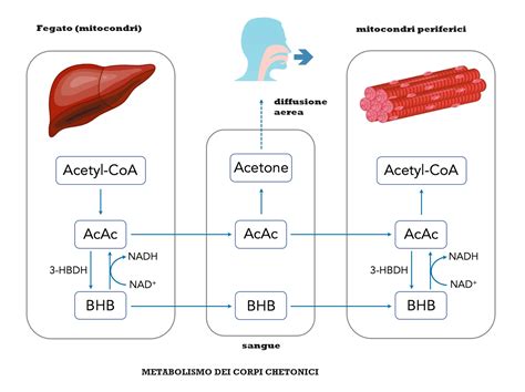 Diagramma del metabolismo chetogenico che mostra la conversione dei grassi in corpi chetonici.