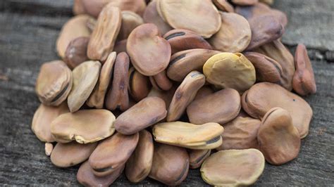 Immagine di antichi semi di fave