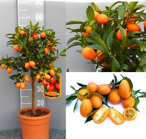 pianta di kumquat in vaso con frutti maturi