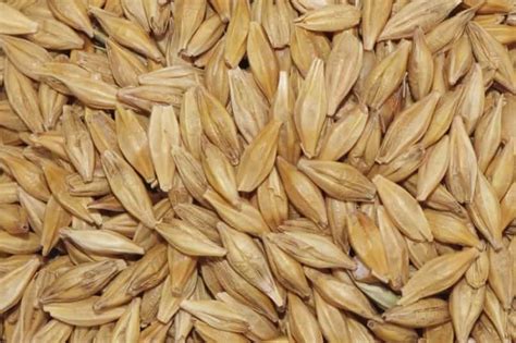 Granella di orzo mondo