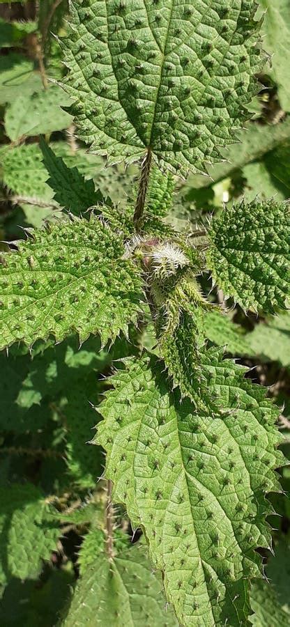 Pianta di Cardillo con foglie spinose