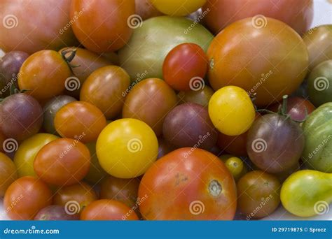 pomodori maturi appena raccolti