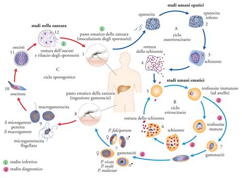 Schema del ciclo di trasmissione della Salmonella